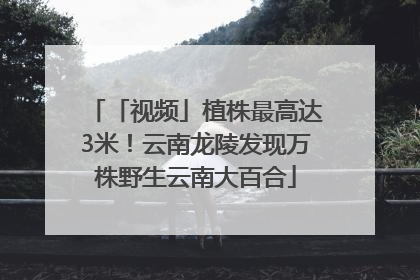 「视频」植株最高达3米！云南龙陵发现万株野生云南大百合