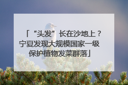 “头发”长在沙地上？宁夏发现大规模国家一级保护植物发菜群落