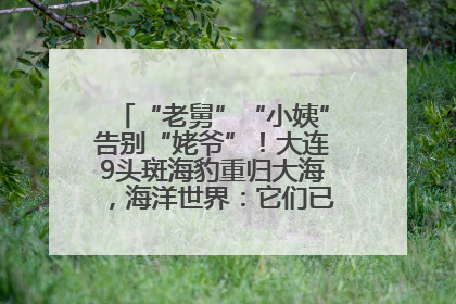 “老舅”“小姨”告别“姥爷”！大连9头斑海豹重归大海，海洋世界：它们已具备野外生存能力