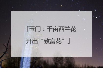 玉门：千亩西兰花开出“致富花”