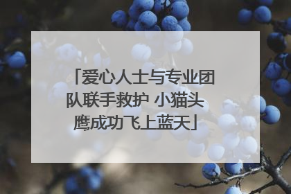 爱心人士与专业团队联手救护 小猫头鹰成功飞上蓝天