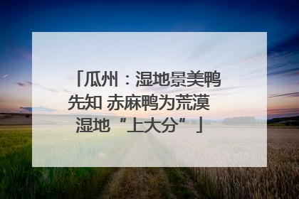 瓜州：湿地景美鸭先知 赤麻鸭为荒漠湿地“上大分”
