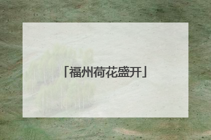 福州荷花盛开