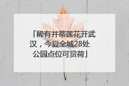 稀有并蒂莲花开武汉，今夏全城28处公园点位可赏荷