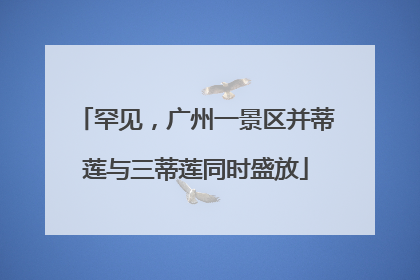 罕见，广州一景区并蒂莲与三蒂莲同时盛放
