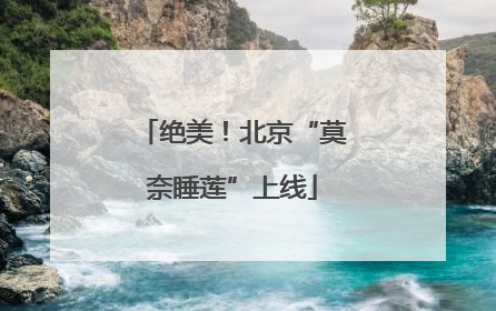 绝美！北京“莫奈睡莲”上线