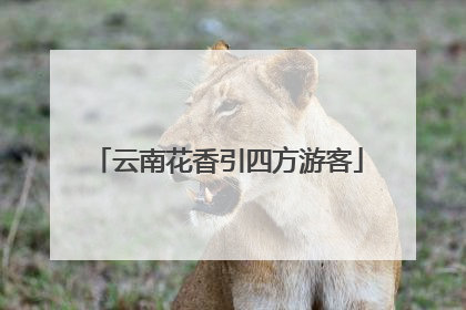 云南花香引四方游客