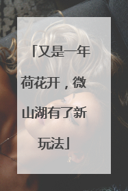 又是一年荷花开，微山湖有了新玩法