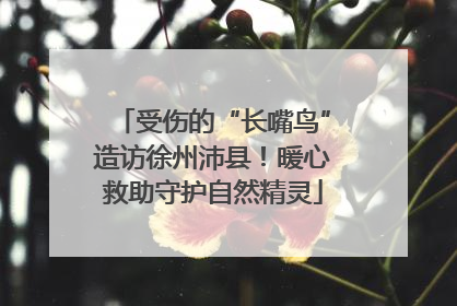 受伤的“长嘴鸟”造访徐州沛县！暖心救助守护自然精灵
