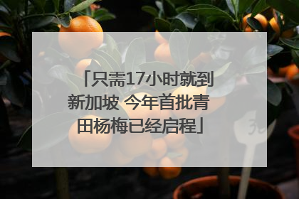 只需17小时就到新加坡 今年首批青田杨梅已经启程