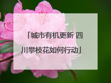城市有机更新 四川攀枝花如何行动