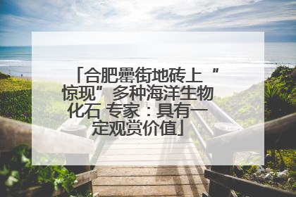 合肥罍街地砖上“惊现”多种海洋生物化石 专家：具有一定观赏价值