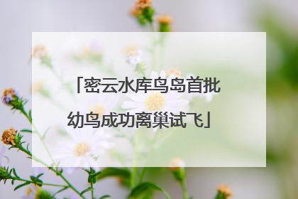 密云水库鸟岛首批幼鸟成功离巢试飞