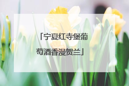 宁夏红寺堡葡萄酒香漫贺兰