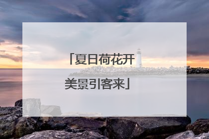 夏日荷花开 美景引客来