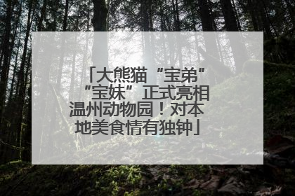 大熊猫“宝弟”“宝妹”正式亮相温州动物园！对本地美食情有独钟