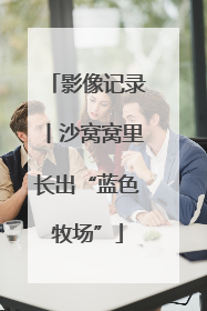 影像记录丨沙窝窝里长出“蓝色牧场”
