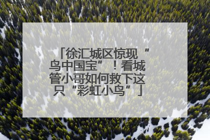 徐汇城区惊现“鸟中国宝”！看城管小哥如何救下这只“彩虹小鸟”