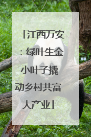 江西万安：绿叶生金 小叶子撬动乡村共富大产业