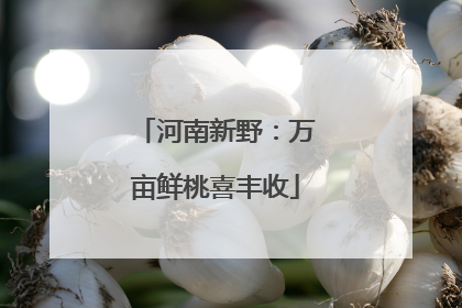 河南新野：万亩鲜桃喜丰收