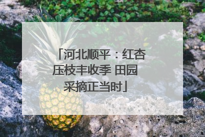 河北顺平：红杏压枝丰收季 田园采摘正当时