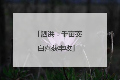 泗洪：千亩茭白喜获丰收