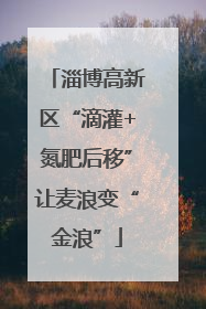 淄博高新区“滴灌+氮肥后移”让麦浪变“金浪”
