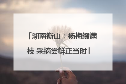 湖南衡山：杨梅缀满枝 采摘尝鲜正当时
