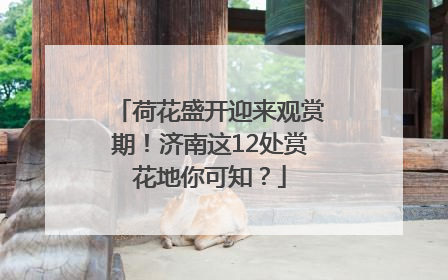 荷花盛开迎来观赏期！济南这12处赏花地你可知？