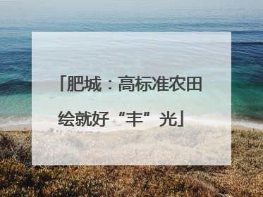 肥城：高标准农田绘就好“丰”光