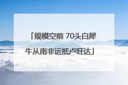 规模空前 70头白犀牛从南非运抵卢旺达