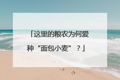 这里的粮农为何爱种“面包小麦”？