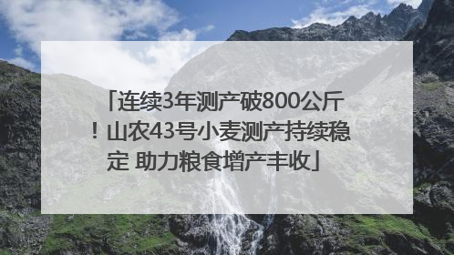 连续3年测产破800公斤！山农43号小麦测产持续稳定 助力粮食增产丰收