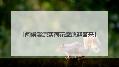闽侯溪源寨荷花盛放迎客来
