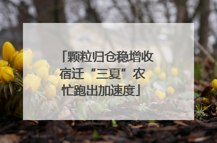 颗粒归仓稳增收 宿迁“三夏”农忙跑出加速度